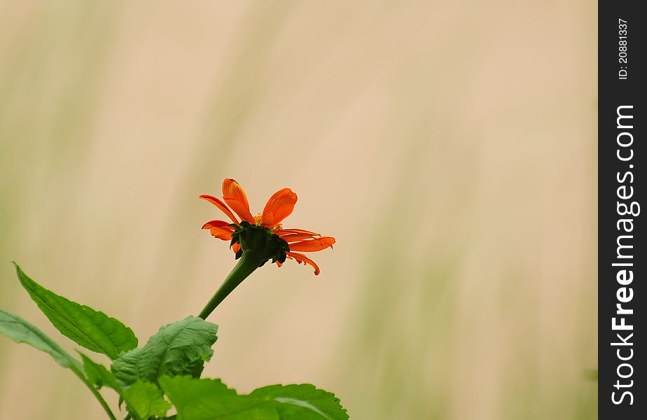 Orange Cosmos Flower