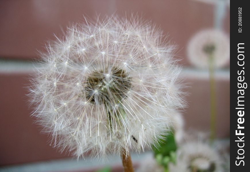 There are white flowers of summer dandelion. There are white flowers of summer dandelion