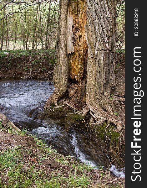 Detail of an old hollowed-out tree at a creek