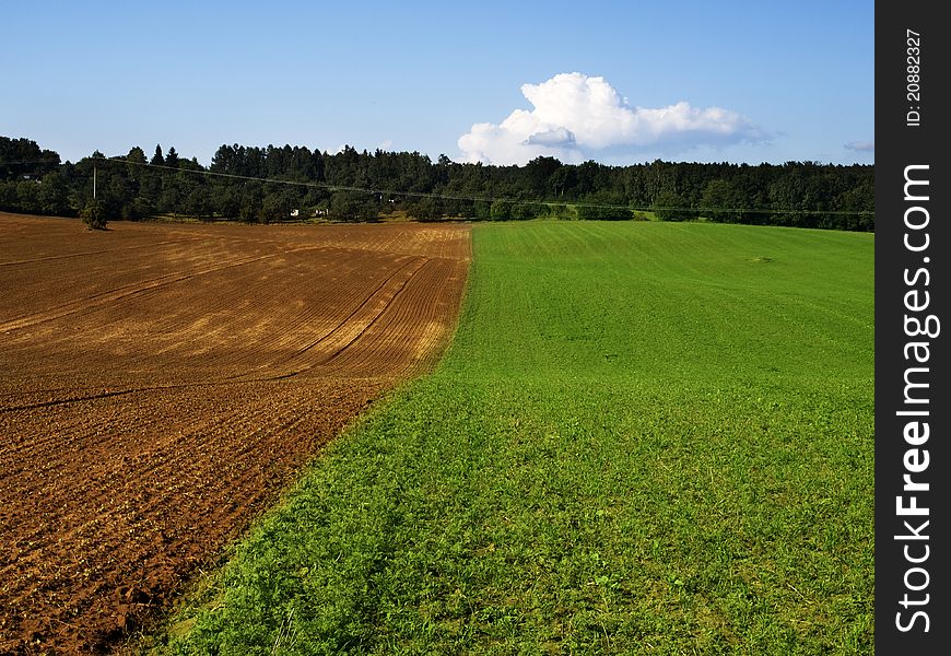 Green and brown field and blue sky