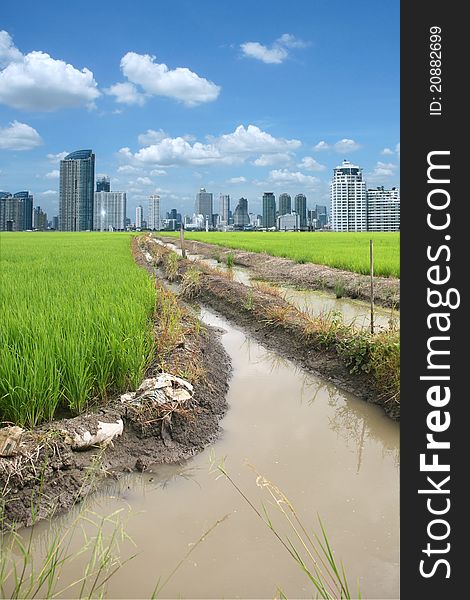 Rice field buildings on sky