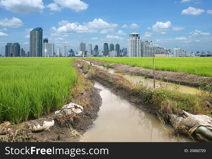 Rice Field Buildings