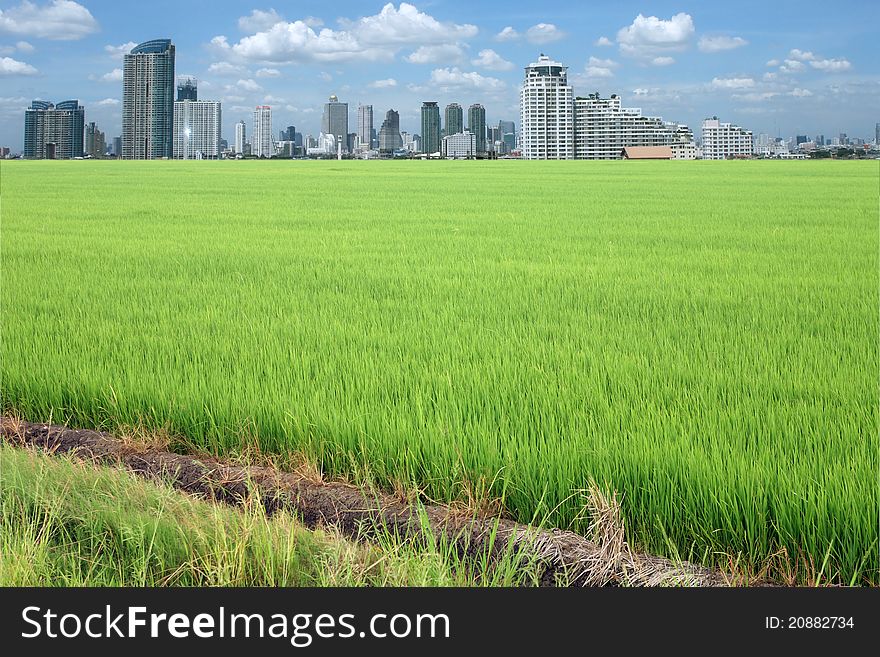 Rice field buildings