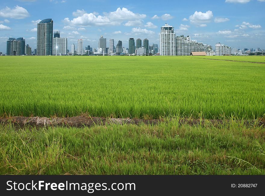 Rice field buildings on sky