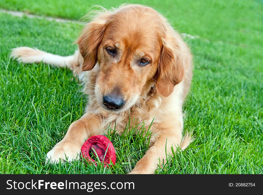 Picture of young Golden Retriever, horizontal shot.