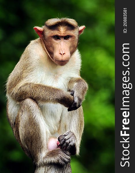 Closeup portrait of bonnet macaque in Western Ghats, India. Closeup portrait of bonnet macaque in Western Ghats, India.