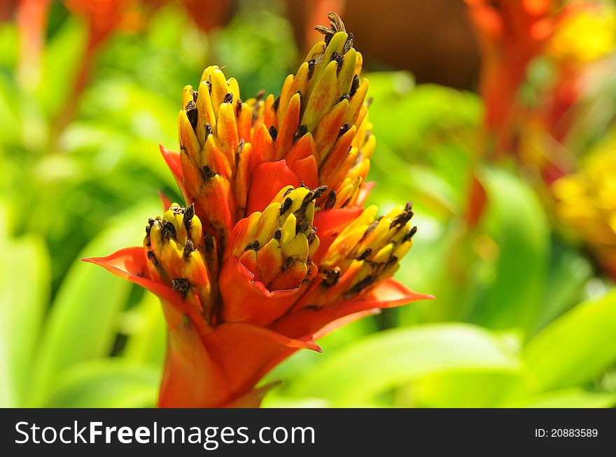 Red and yellow colored pineapple blossom in front of green plants