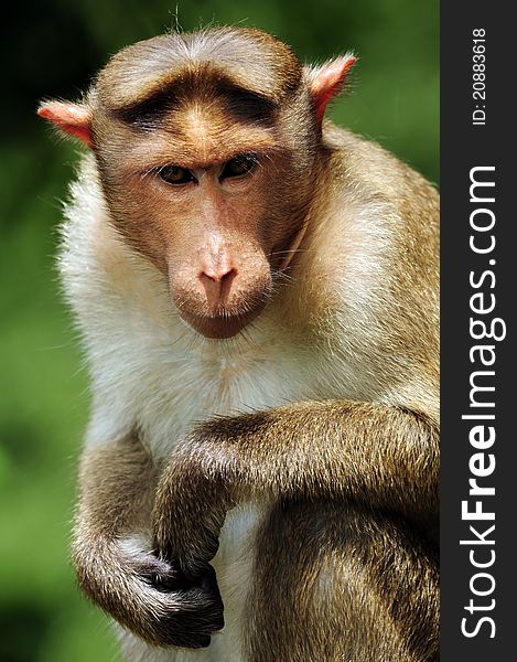 Bonnet Macaque Portrait