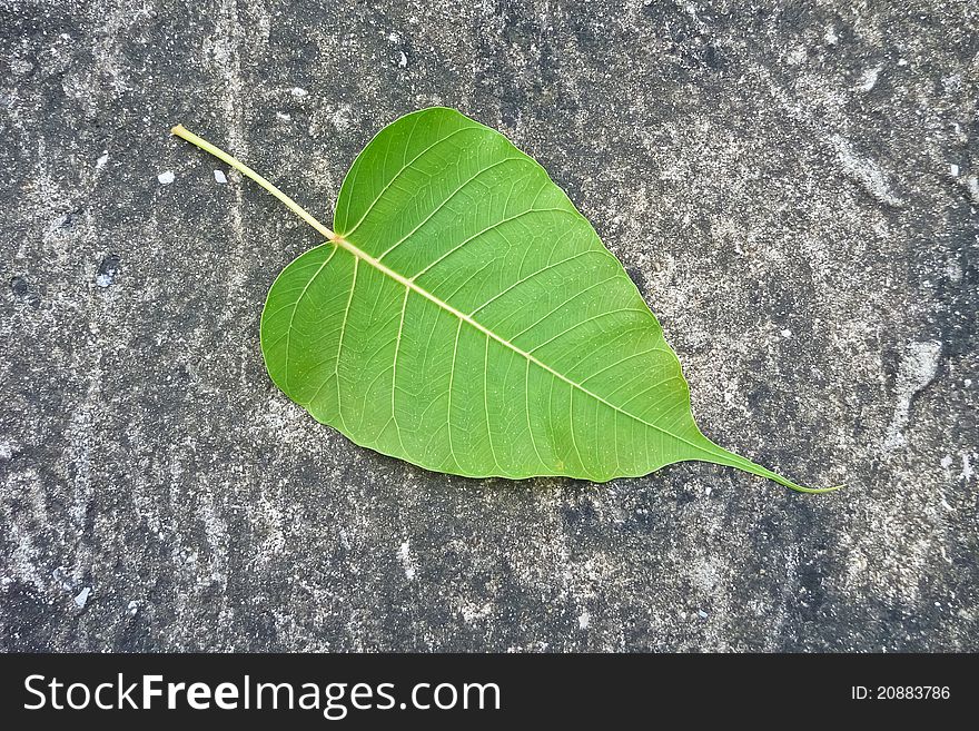 Alone Leaf On Concrete Floor