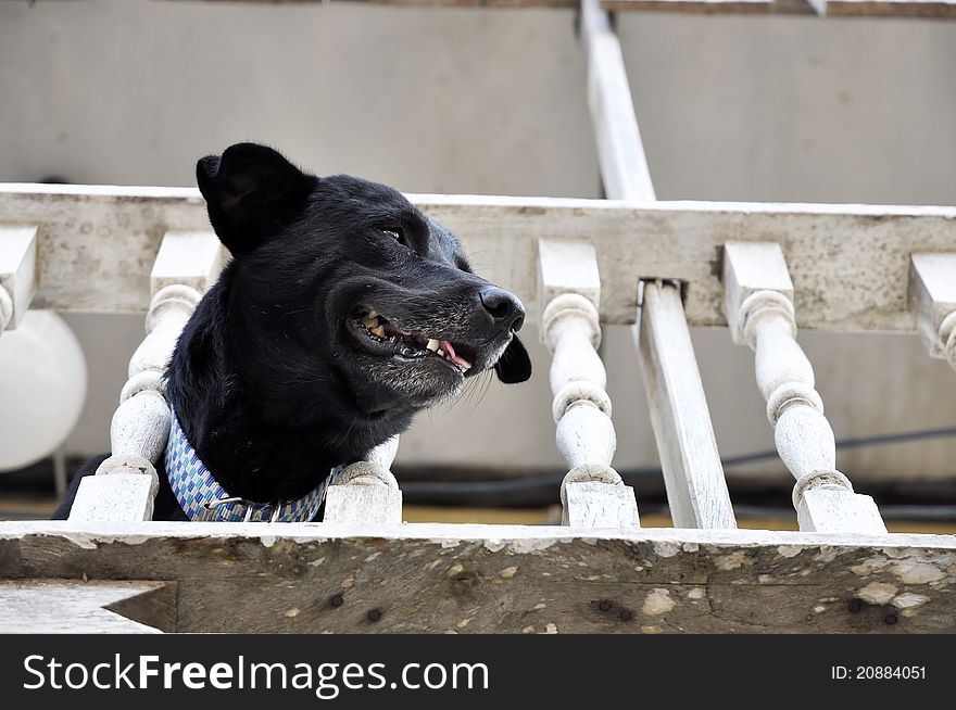The black dog was trapped on the second floor. Poke head through the bars, looking down with great interest. The black dog was trapped on the second floor. Poke head through the bars, looking down with great interest.