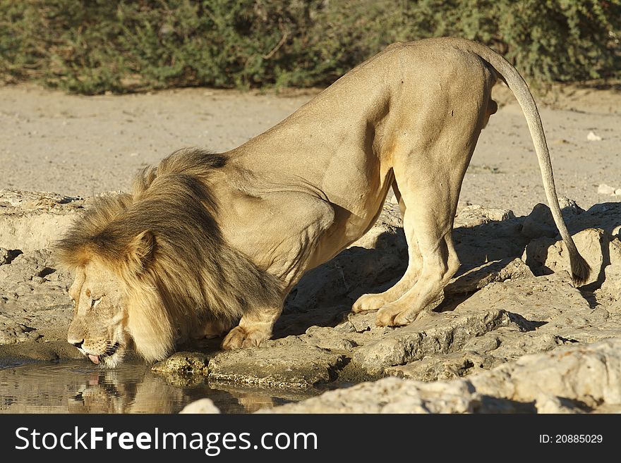 Portrait of a male lion drinking at a waterhole.