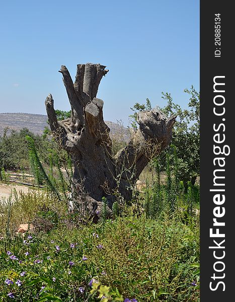 Dead tree on the plantation of olives in the of Samaria of Israel.
