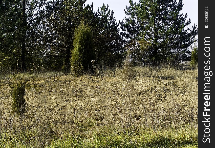 An open field with weeds, brambles and trees. An open field with weeds, brambles and trees.