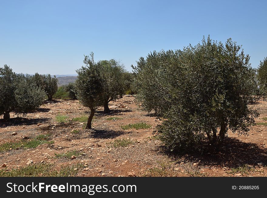 Plantation of olives in the of Samaria Israel