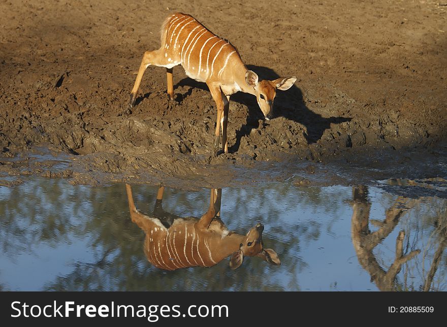 Nyala cow at a waterhole reflecting in the water.