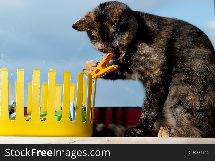 Cat playing with clothes pegs. Cat playing with clothes pegs