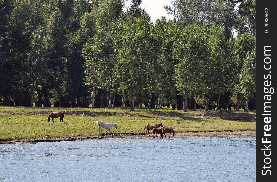 Pony eating green leaves and drinking water on the river. Pony eating green leaves and drinking water on the river