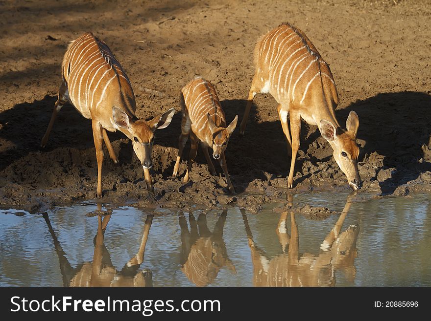 Two adult nyala and a calf at a waterhole