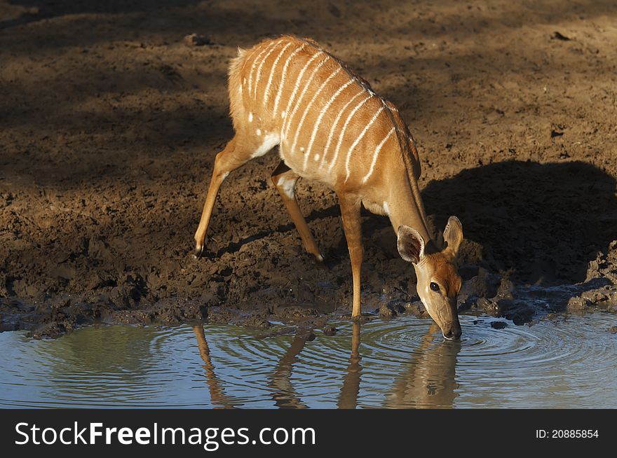 Nyala cow drinking at a waterhole.