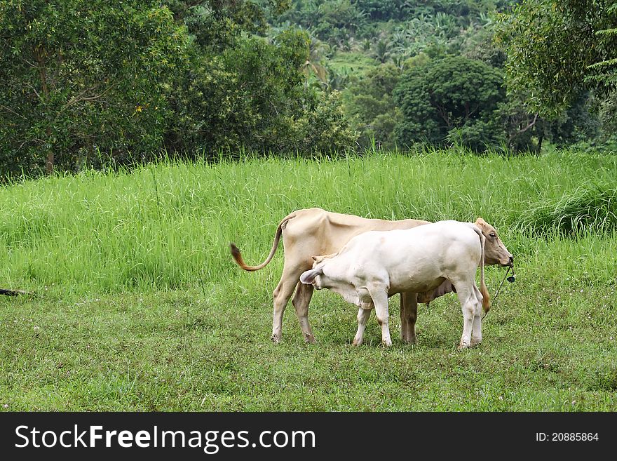 Two thai cows in grass land, green meadow