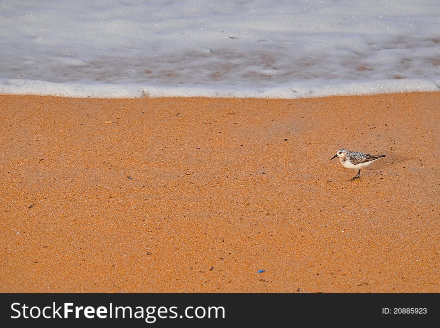 Sandpiper Bird on Orange Beach
