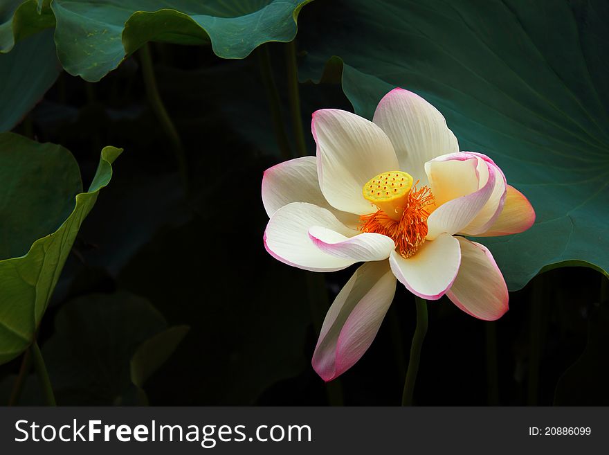 A white lotus flower in a lake.