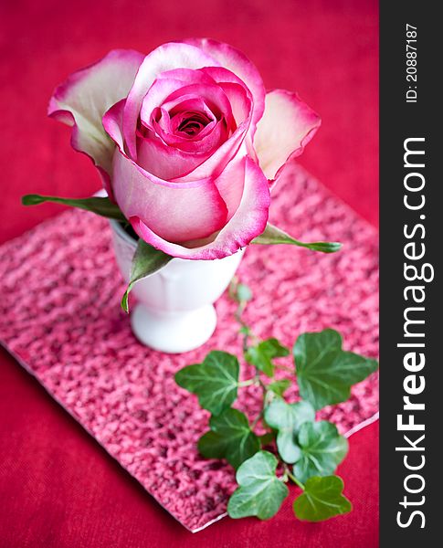 Pink and white rose in small vase. Pink and white rose in small vase