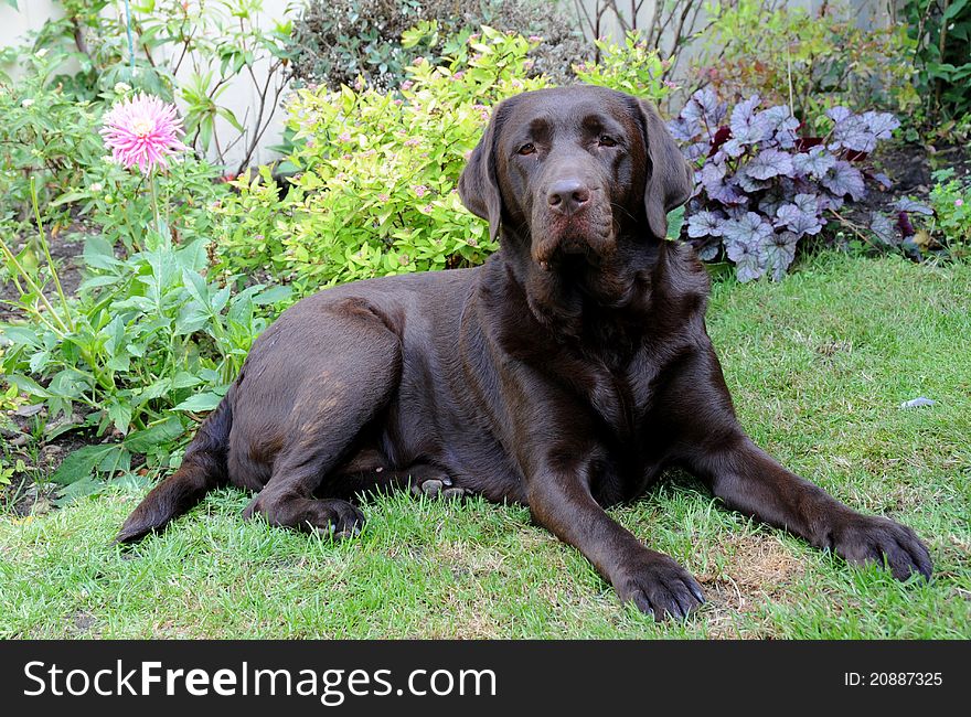 Proud chocolate labrador laying outdoors in the grass