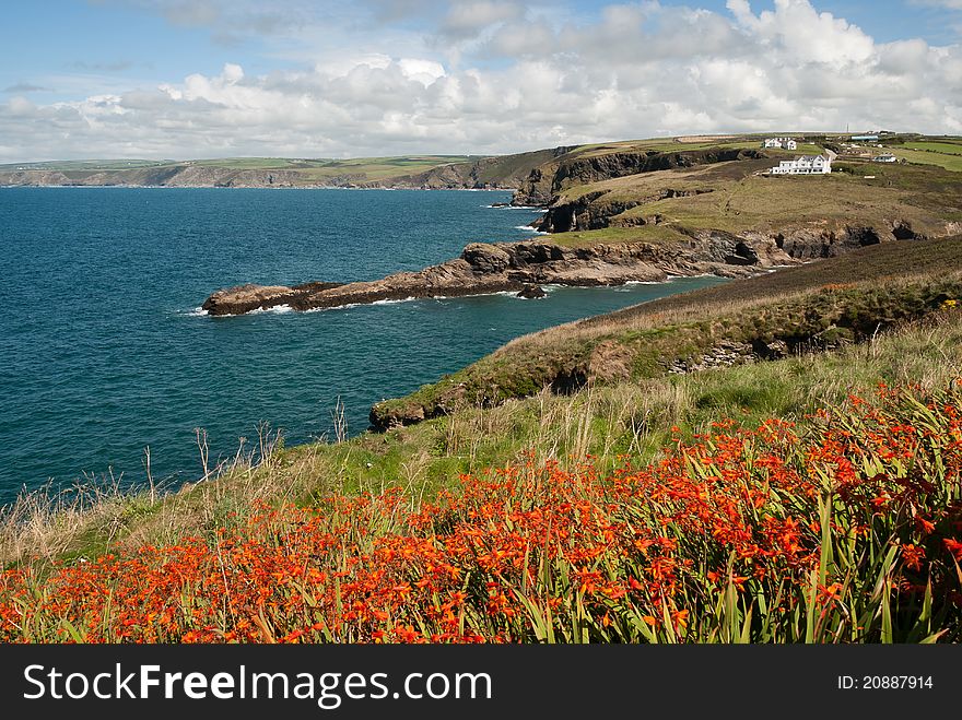 Seascape with flowers in Port Isaac in Cornwall. Seascape with flowers in Port Isaac in Cornwall