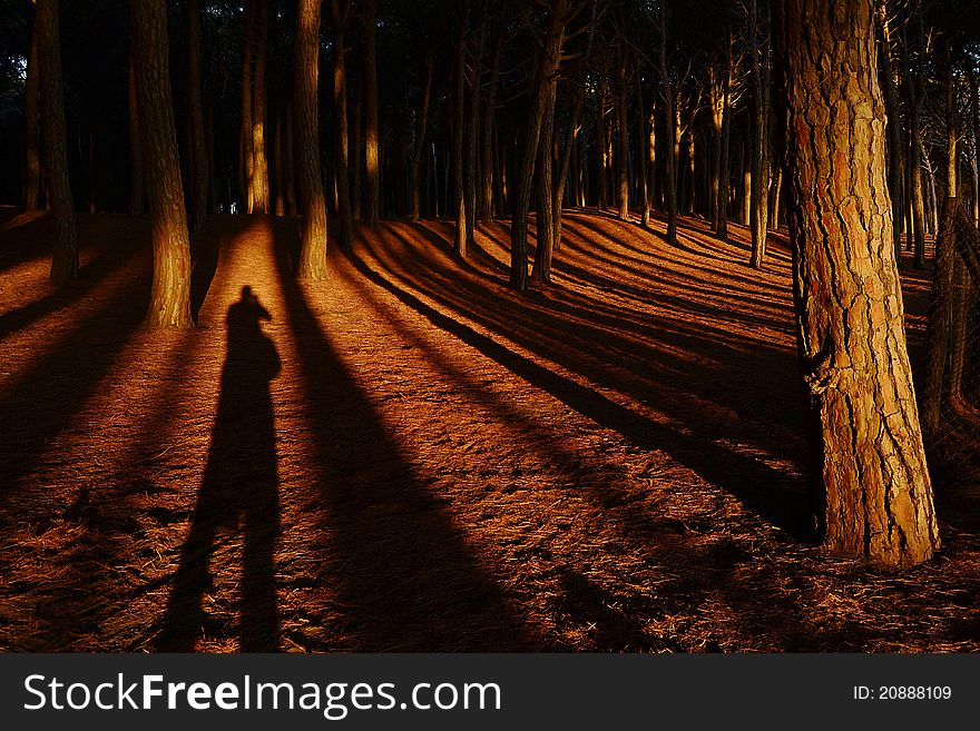 Photografer silhouette between trees of a forest
