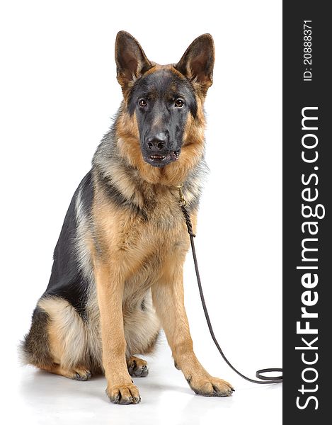 German shepherd sitting on white