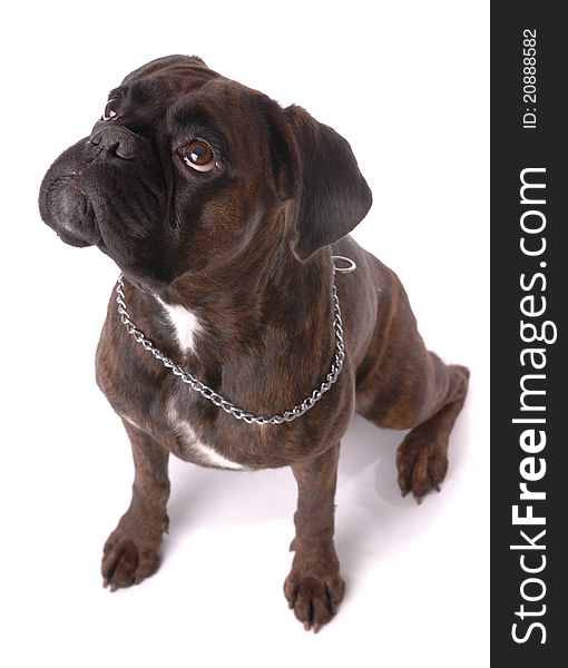 Sitting boxer dog on white