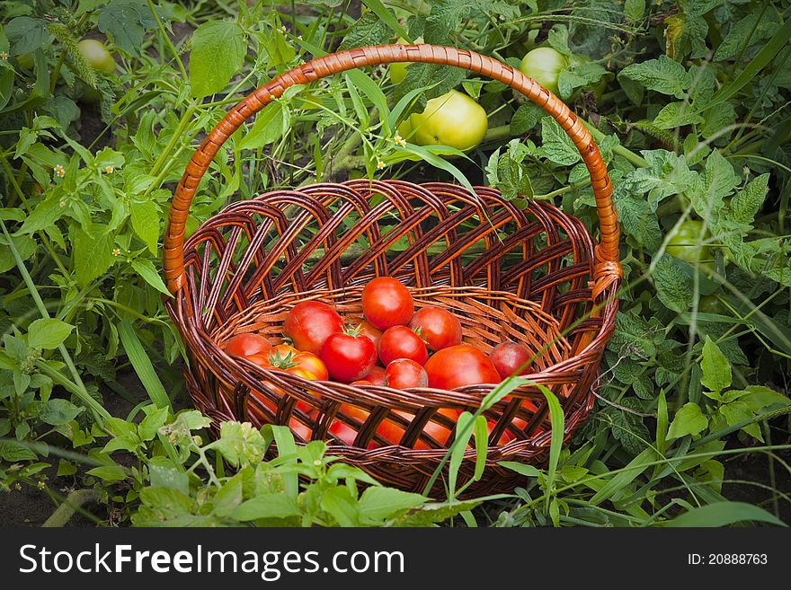 Basket of Tomatoes on green grass