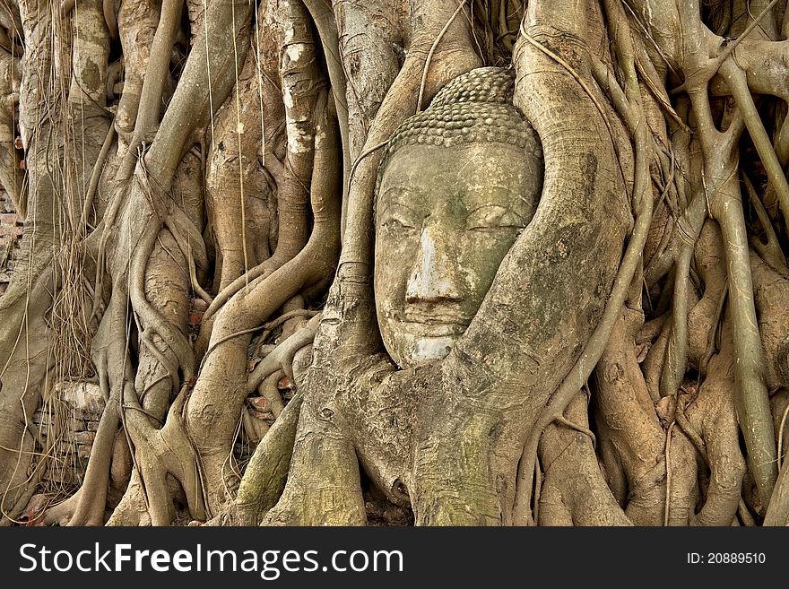 Head of Sandstone Buddha in roots of Banyan tree at Ayutthaya , Thailand
