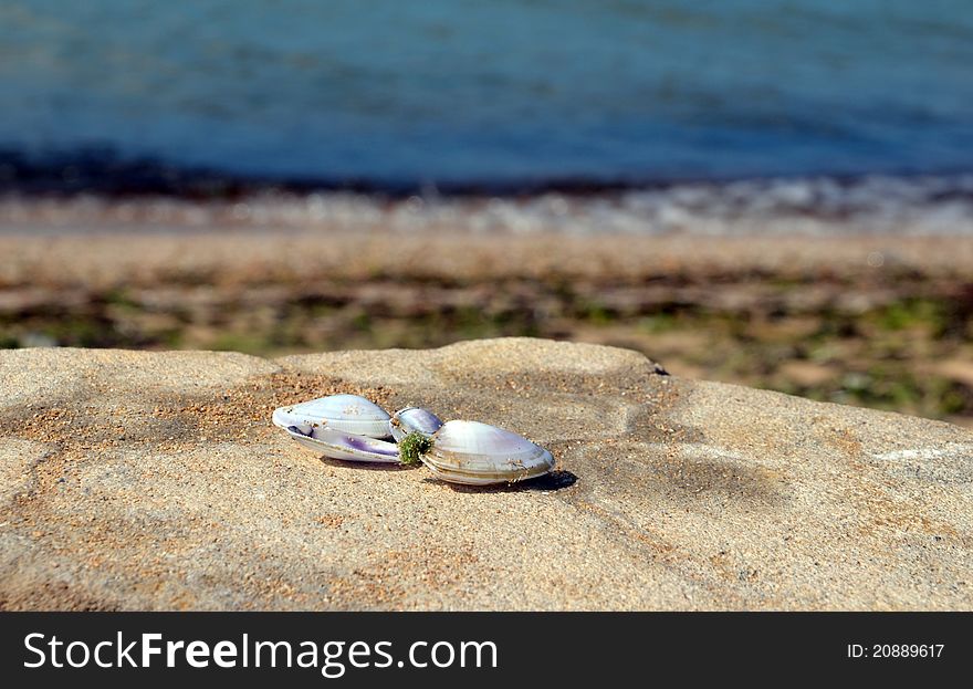 Seashells on stone near sea
