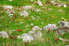 Meadow With Stones And Red Poppy Flowers Stock Images Meadow With Stones And Red Poppy Flowers Stock Images