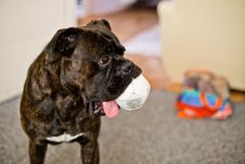 Boxer Dog With A Bal Royalty Free Stock Photos Boxer Dog With A Bal Royalty Free Stock Photos