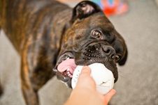 Boxer Dog With A Bal Stock Photos Boxer Dog With A Bal Stock Photos