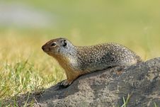Columbian Ground Squirrel On A Rock Stock Photo