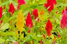 Colorful Of Flower In The Garden Royalty Free Stock Photography Colorful Of Flower In The Garden Royalty Free Stock Photography