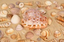 Seashells On The Sand Royalty Free Stock Photography Seashells On The Sand Royalty Free Stock Photography