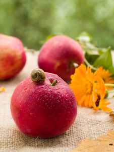 Apple Royalty Free Stock Image