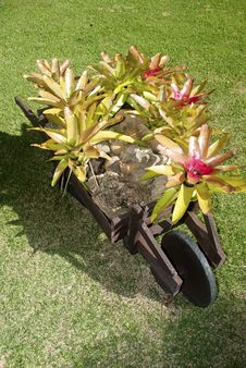 Wheelbarrow And Bromelias Royalty Free Stock Photo Wheelbarrow And Bromelias Royalty Free Stock Photo