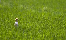 Cattle Egret Stock Images Cattle Egret Stock Images