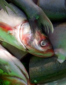 Fish Stock Images Fish Stock Images