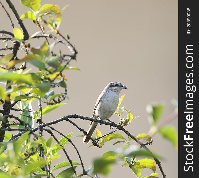 Red Basked Shrike