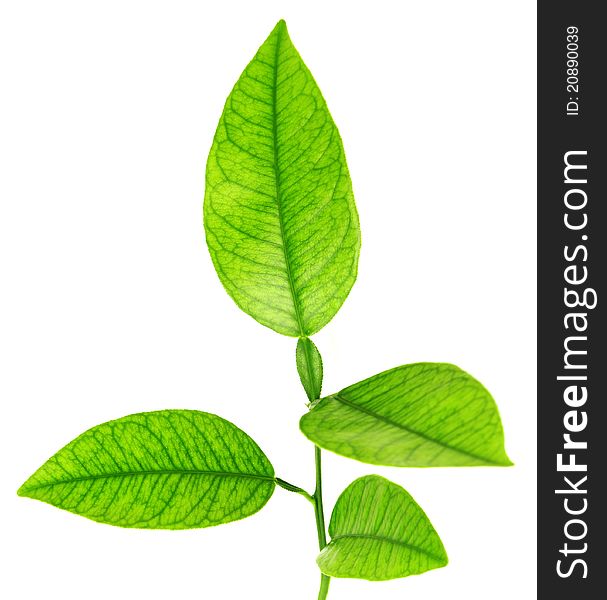 Image of green plant isolated over white