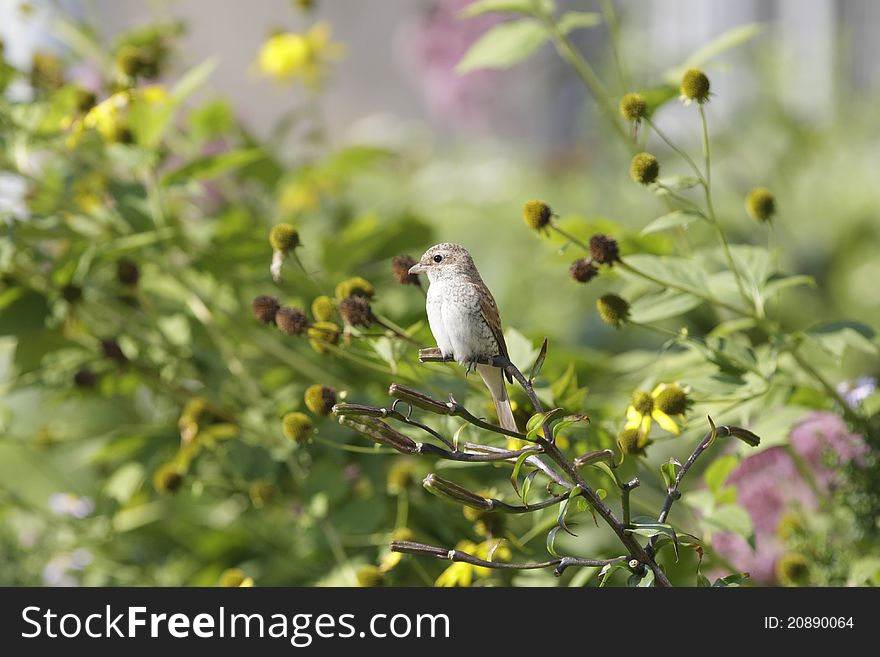 Bird On Bush Branch