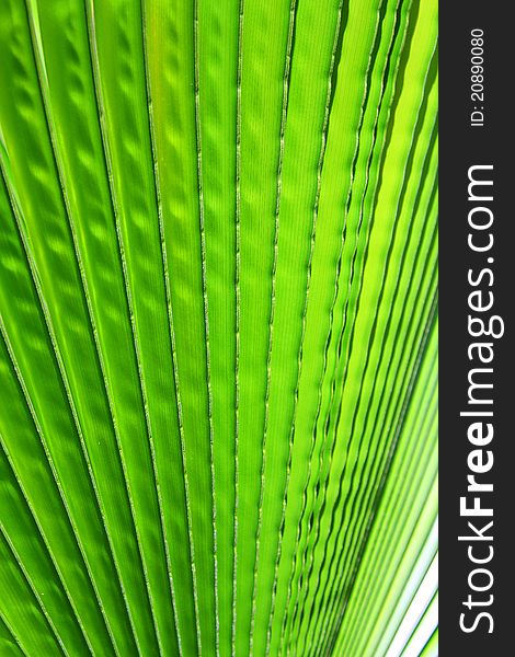 Image of green palm leaf closeup