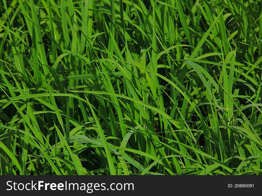 Green Rice leaves in field